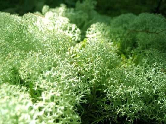 Reindeer Moss - TN Nursery