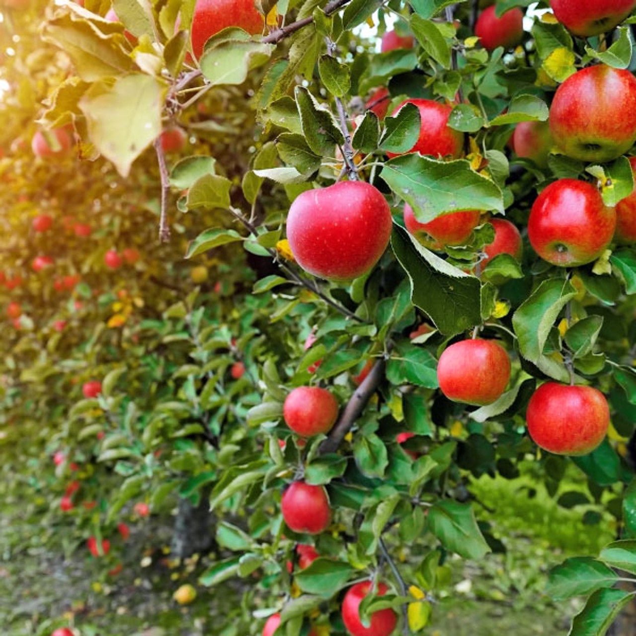 🍎 Fruit Tree Nursery Starter Package 85 FRUIT TREES $299-  PICKUP ONLY