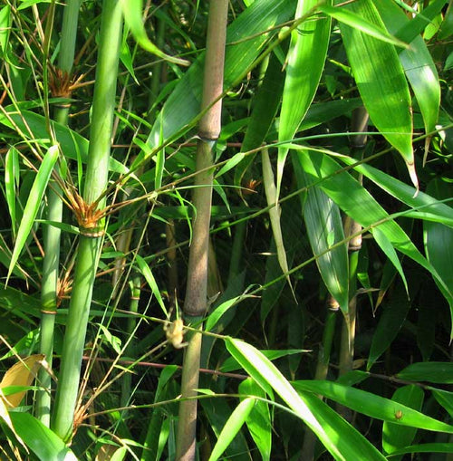 Running Bamboo - TN Nursery