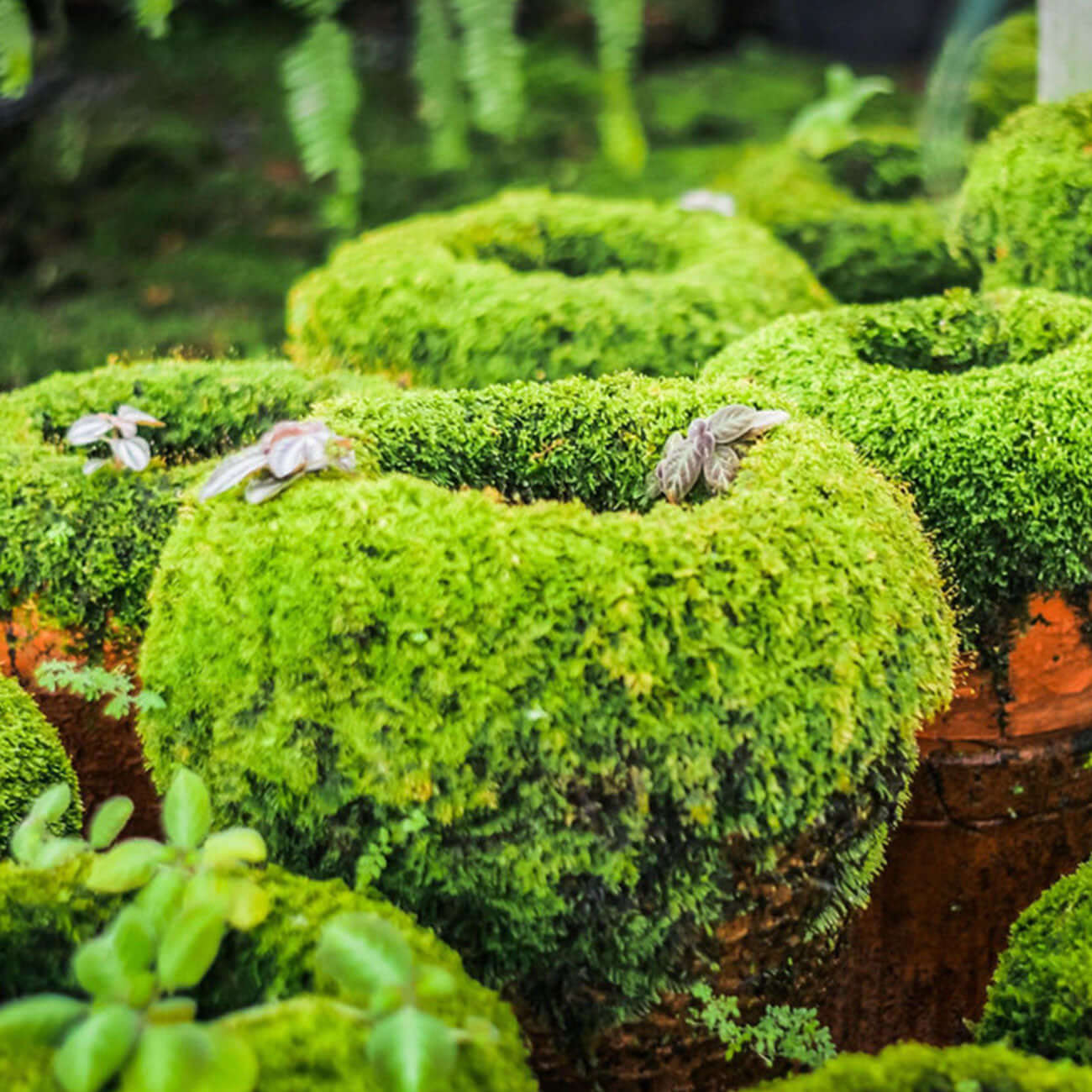 TN Nursery