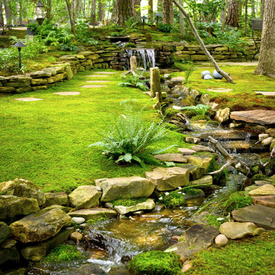 Sheet Moss In Garden