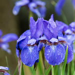 Siberian Iris - TN Nursery