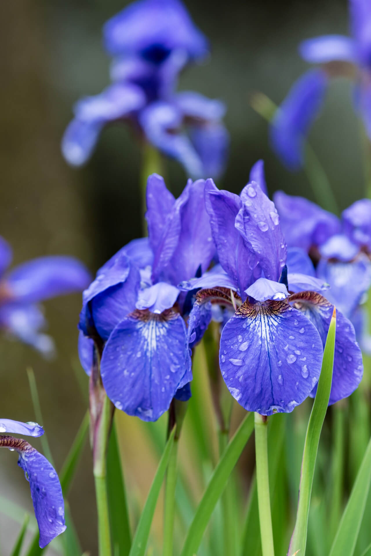 Siberian Iris - TN Nursery