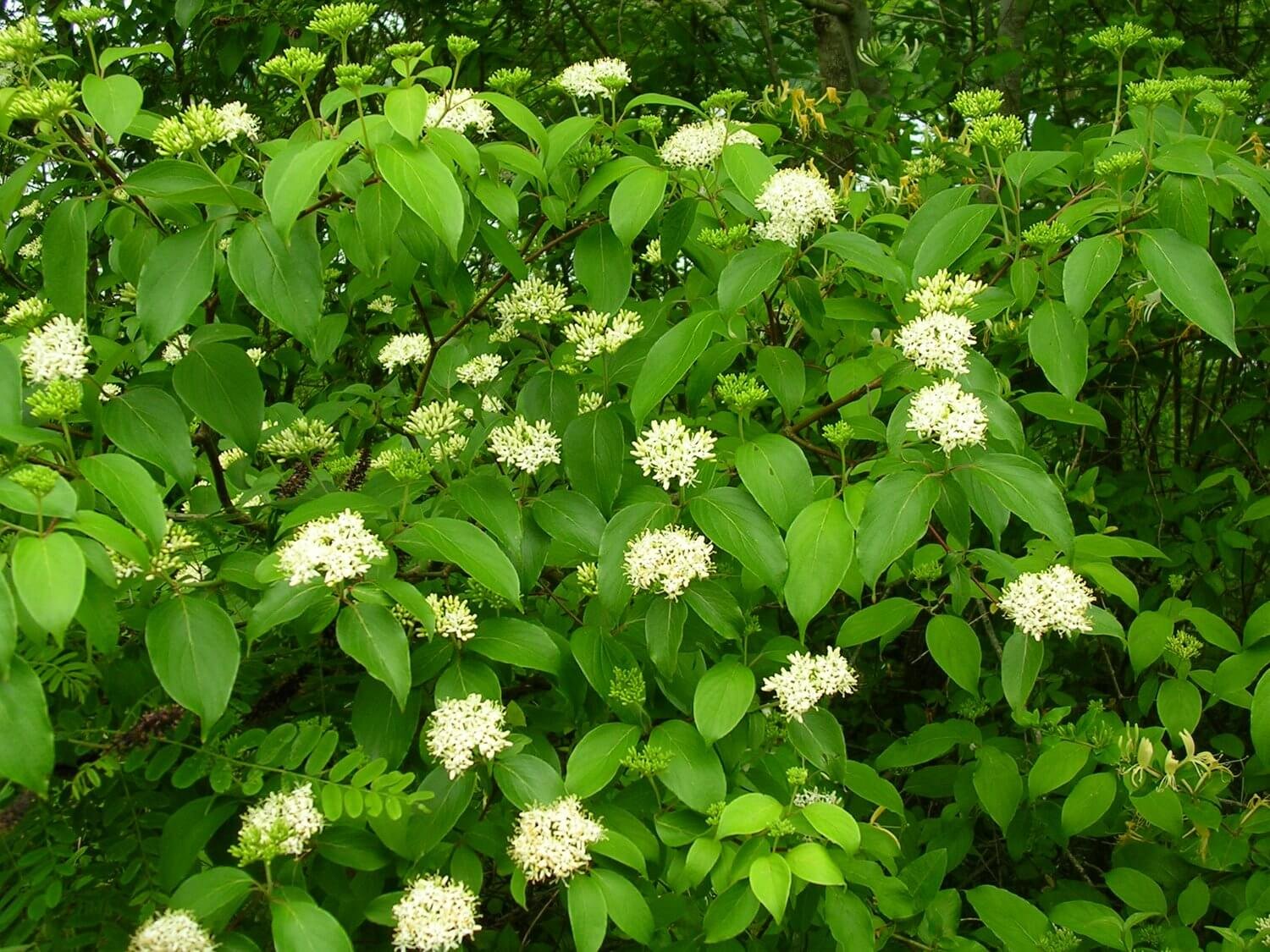Silky Dogwood - TN Nursery