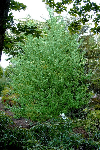 Silky Willow Tree with Shrubs in The Bakground