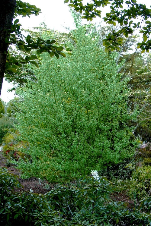 Silky Willow Tree with Shrubs in The Bakground