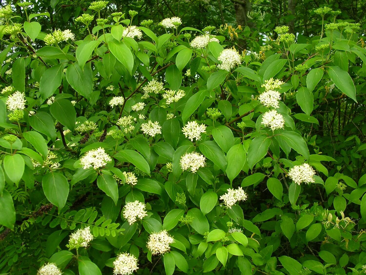 Flowering Silky Dogwood Tree