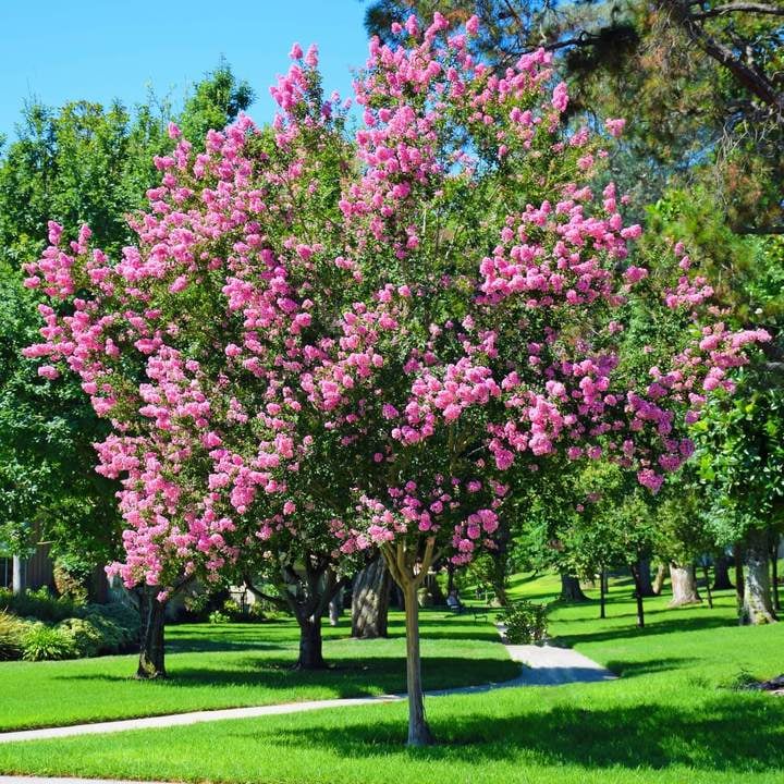 Pink Crepe Myrtle Seedlings