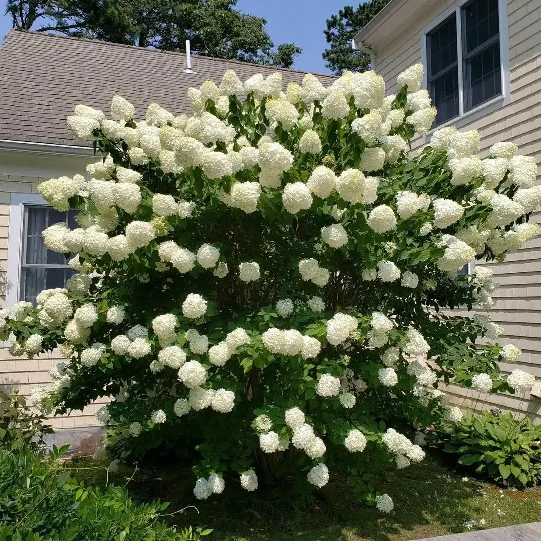 Snowball Hydrangea - TN Nursery