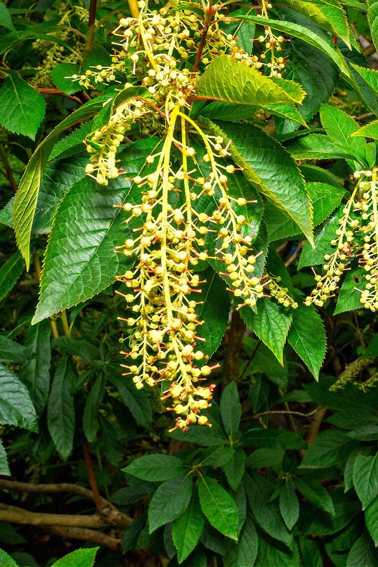 Sourwood Tree Blooming