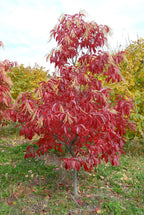 Sourwood Tree For sale - TN Nursery