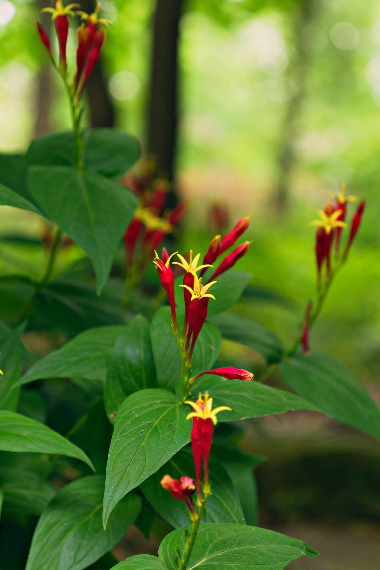 Indian Pink Perennial Plant