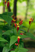Indian Pink Perennial Plant