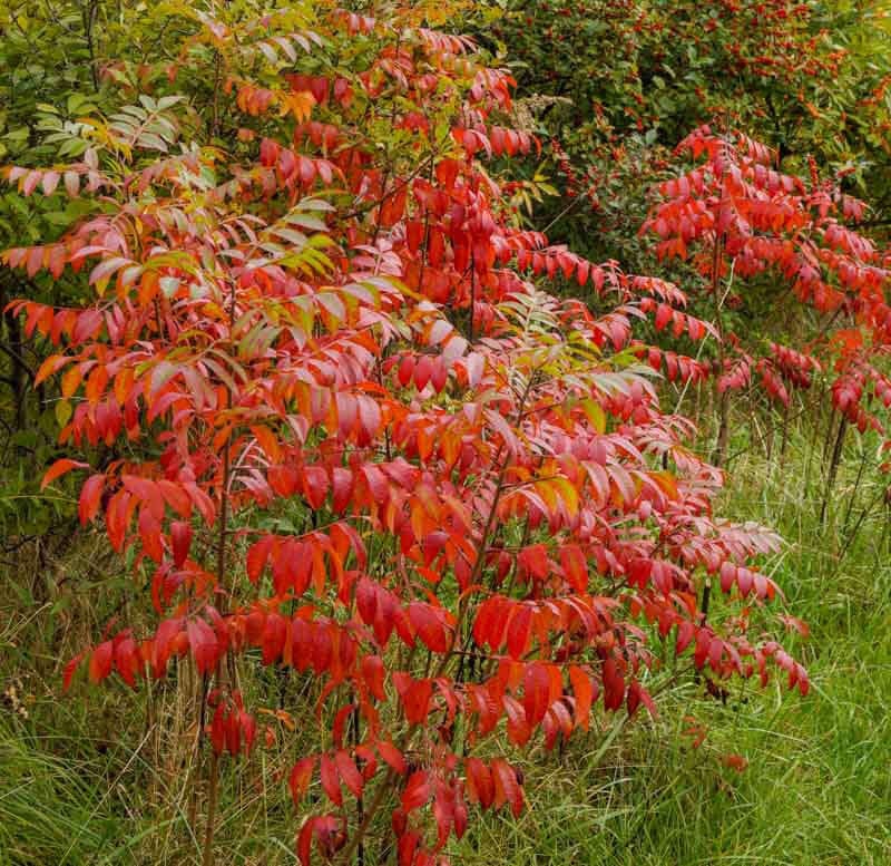 Staghorn Sumac - TN Nursery