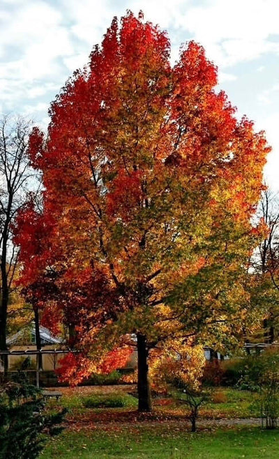 A Sweet Gum tree with vibrant red autumn leaves standing in an open grassy area.