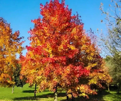 A Sweet Gum Tree in autumn with red and yellow leaves, standing in a grassy area.