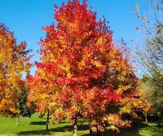 A Sweet Gum Tree in autumn with red and yellow leaves, standing in a grassy area.