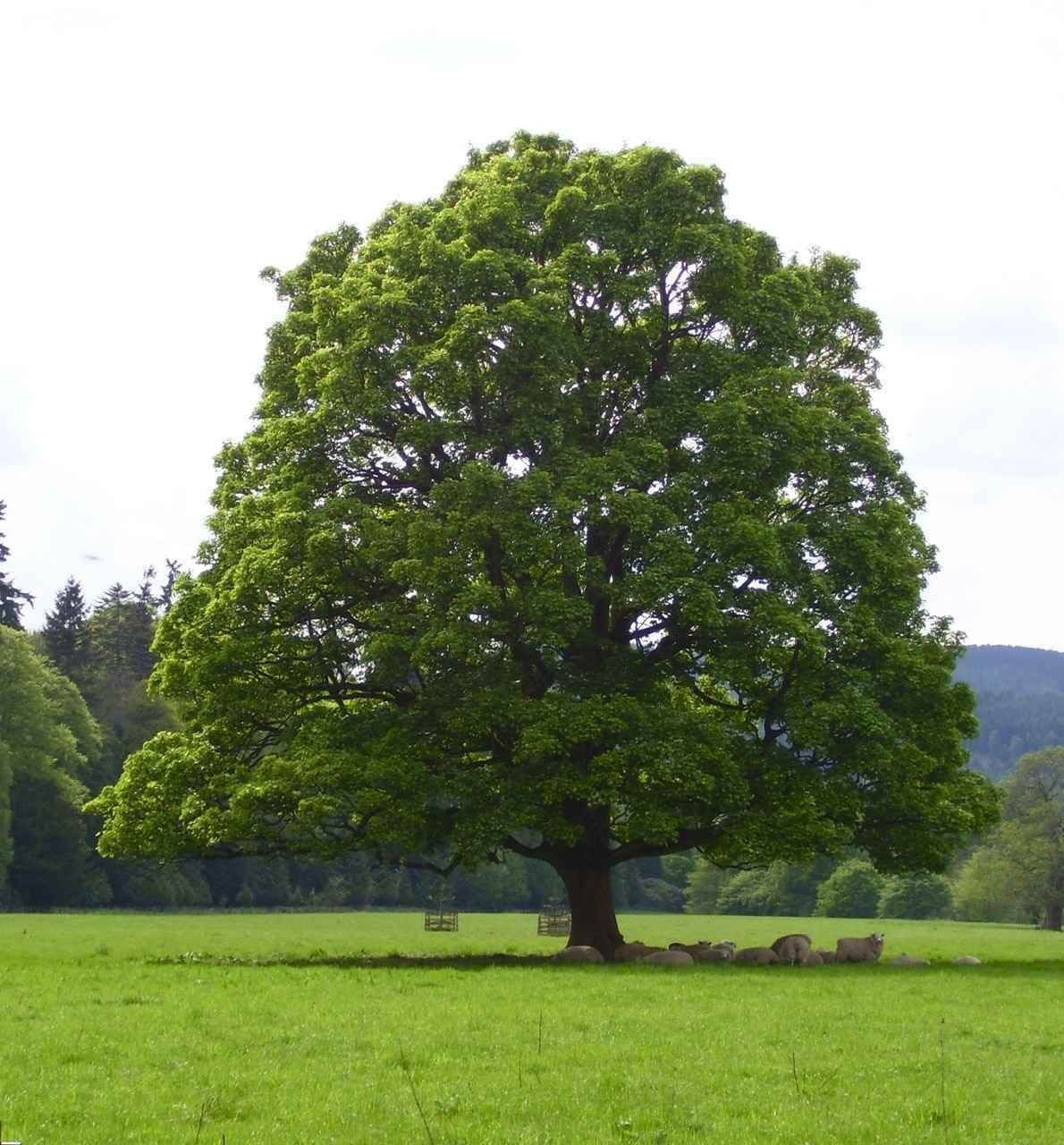 A single mature sycamore tree with green leaves, standing in an open field with a backdrop of trees and sky.