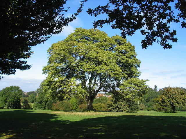 Stunning Sycamore Tree