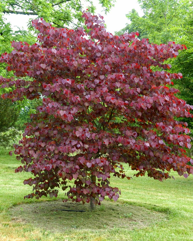 Forest Pansy Redbud Tree