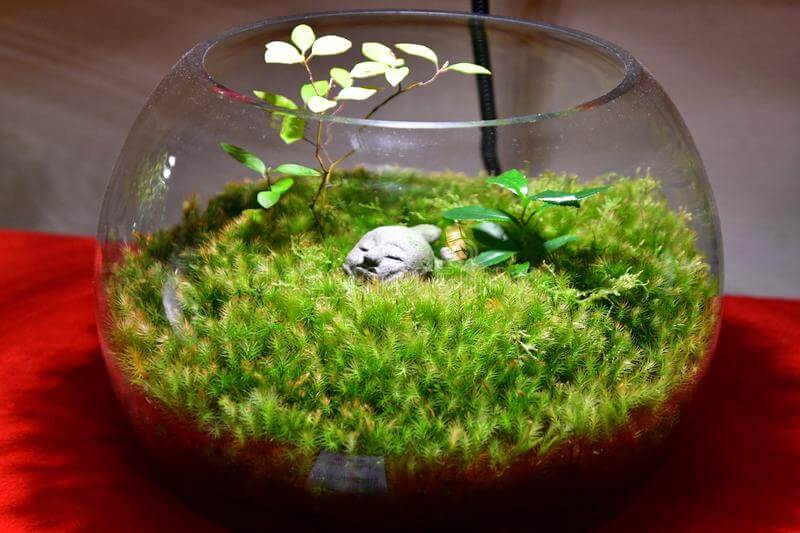 Thuidium Moss Bowl