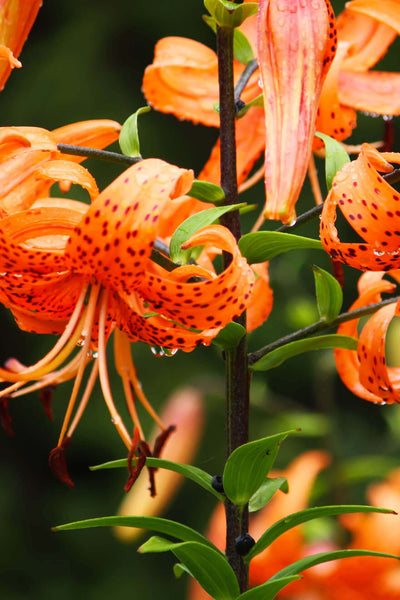 Tiger Lily Perennial Flower