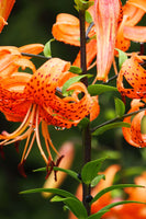 Tiger Lily Perennial Flower