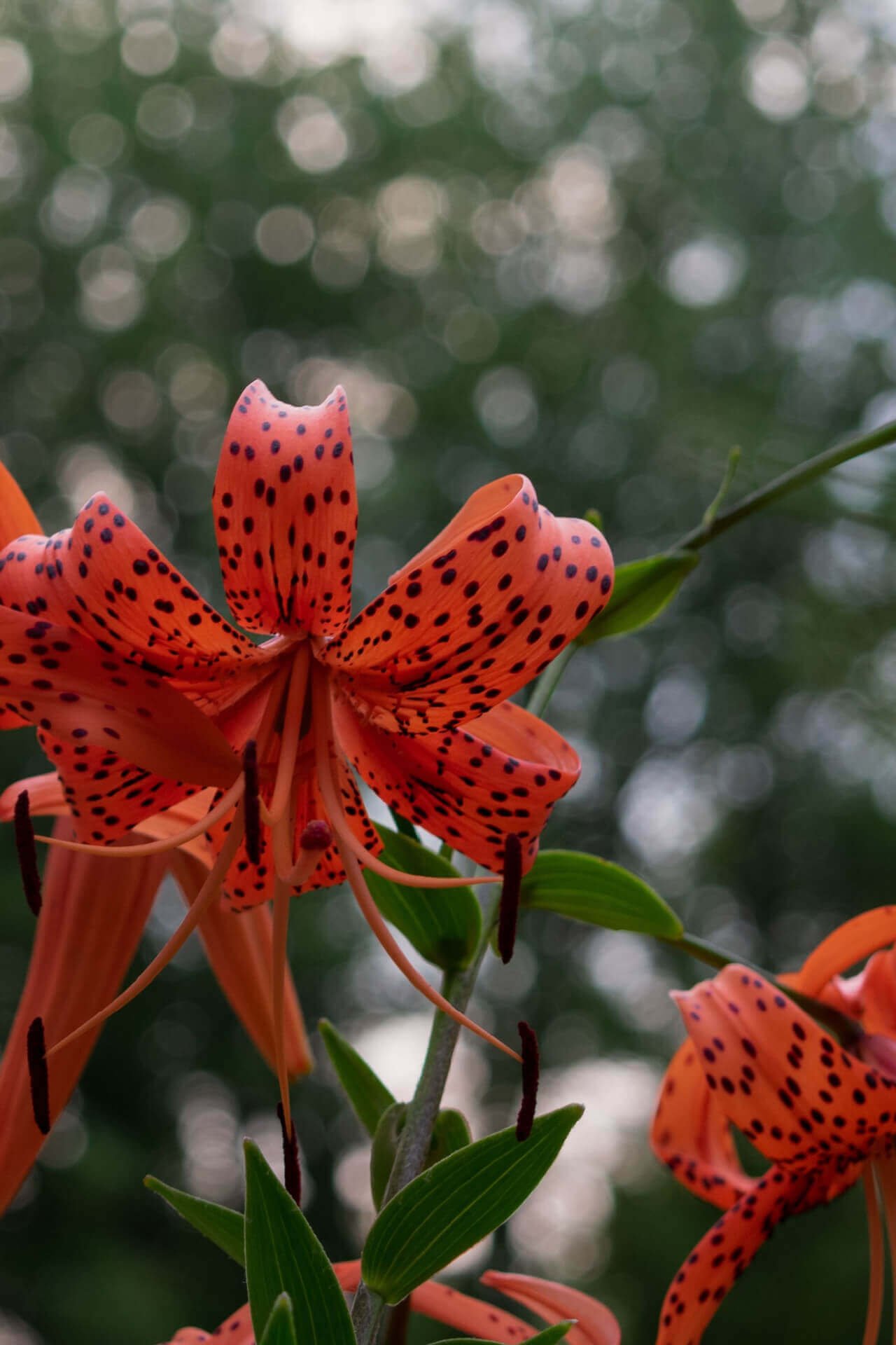Tiger Lily - TN Nursery