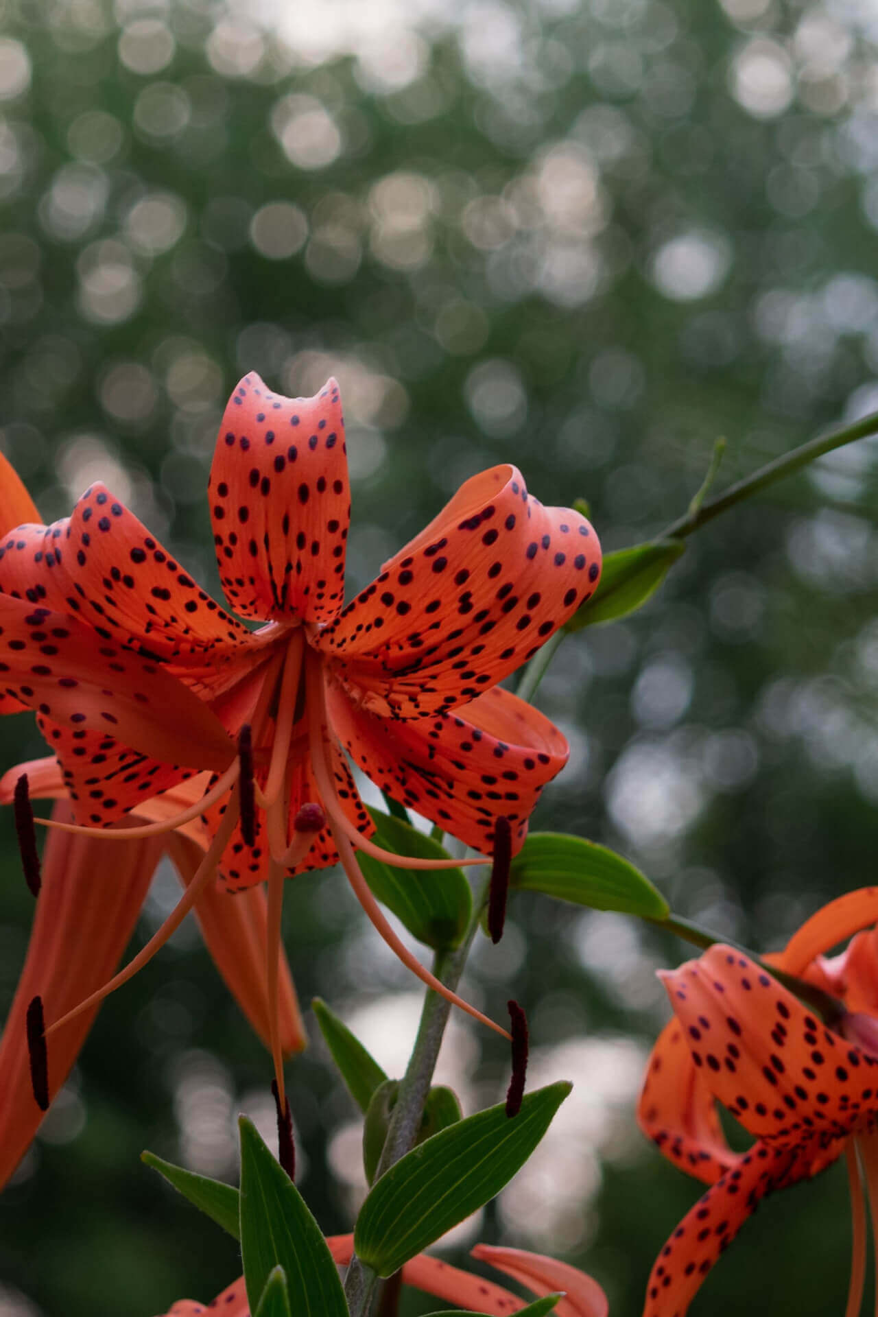 Tiger Lily Perennial Flower