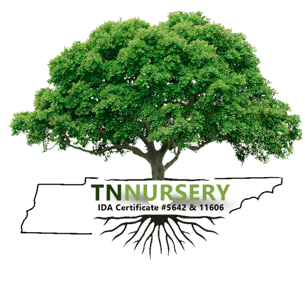 TN Nursery