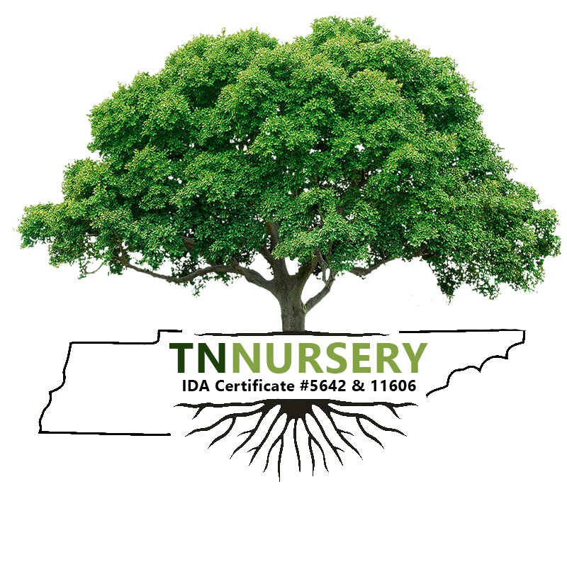 Navigate back to TN Nursery homepage