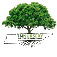 Navigate back to TN Nursery homepage