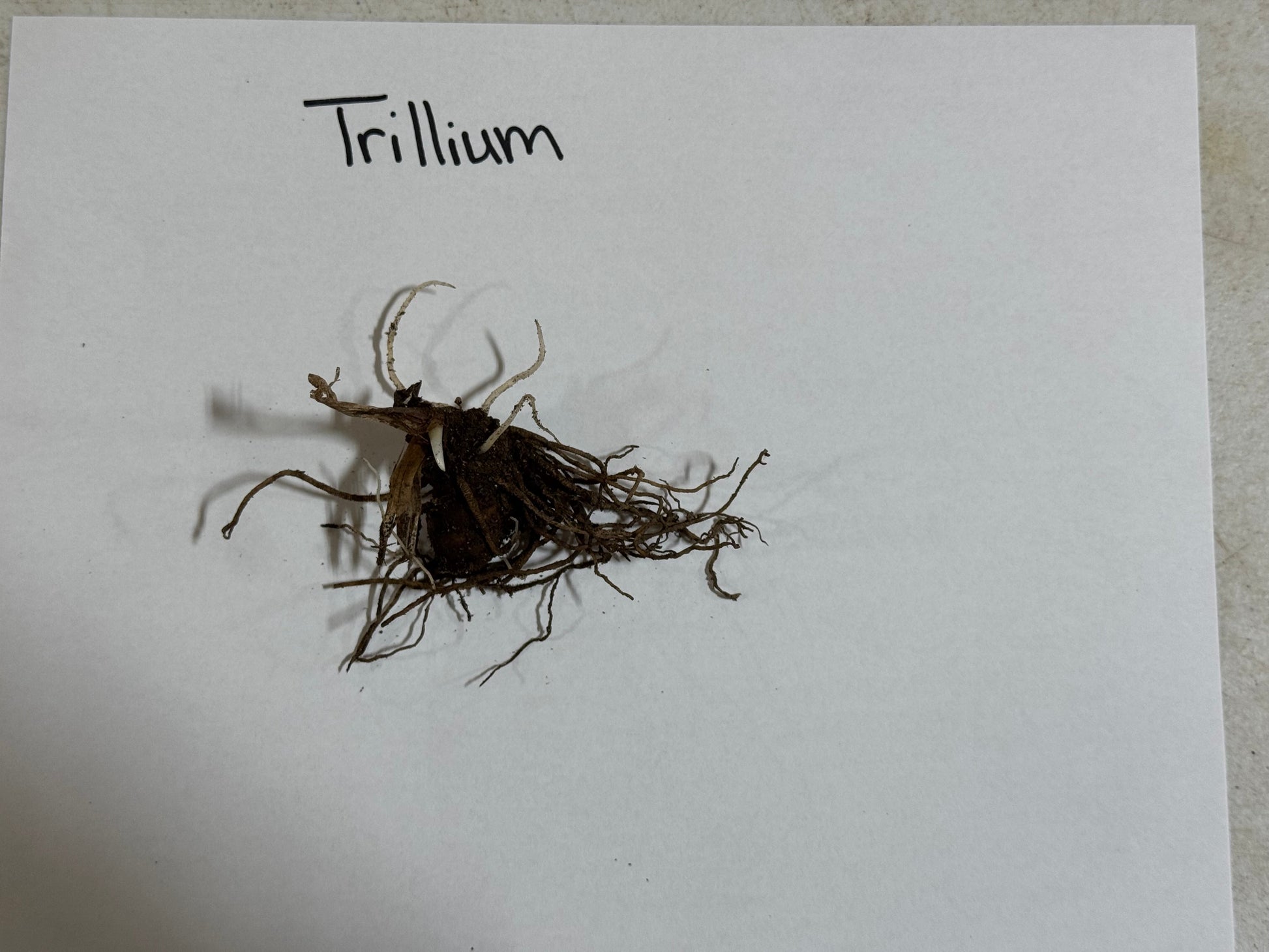 Roots of a trillium plant on a white paper with 'Trillium' written above.
