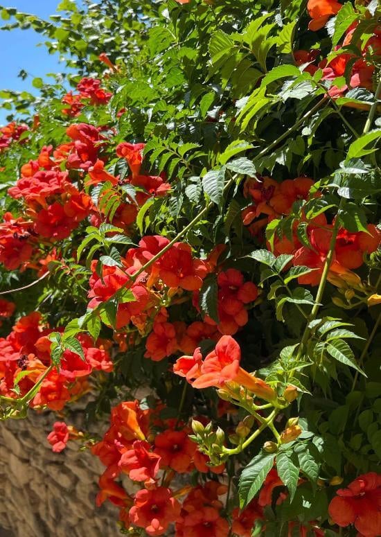 Trumpet Vines