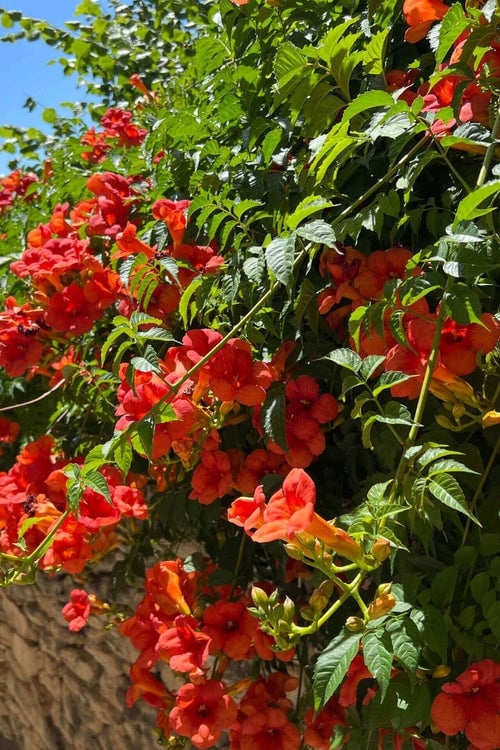 Trumpet Vine