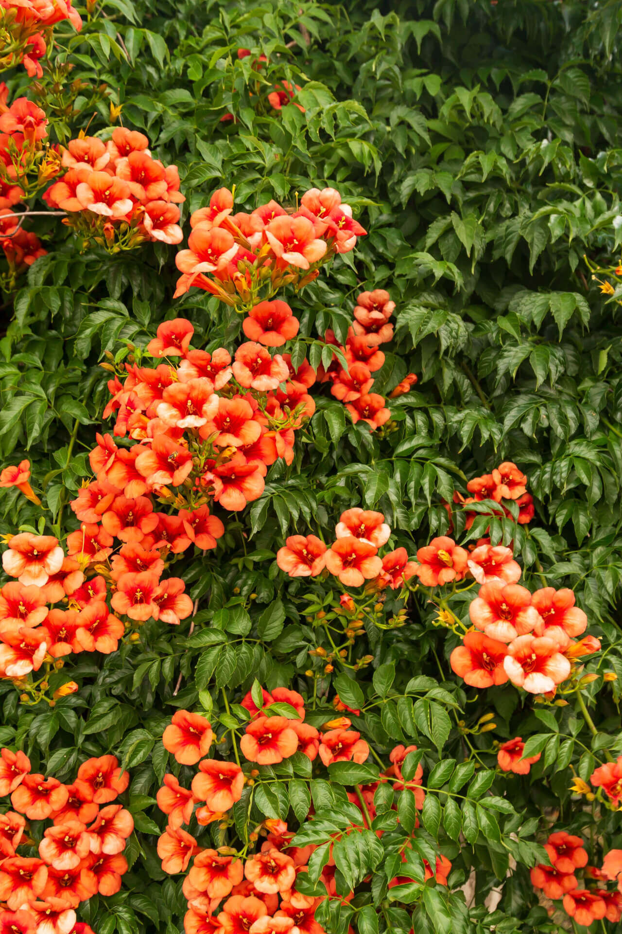 Trumpet Vine Perennial In Bloom