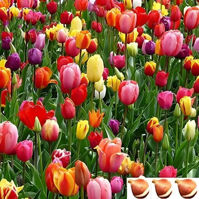 Tulip Bulbs - TN Nursery