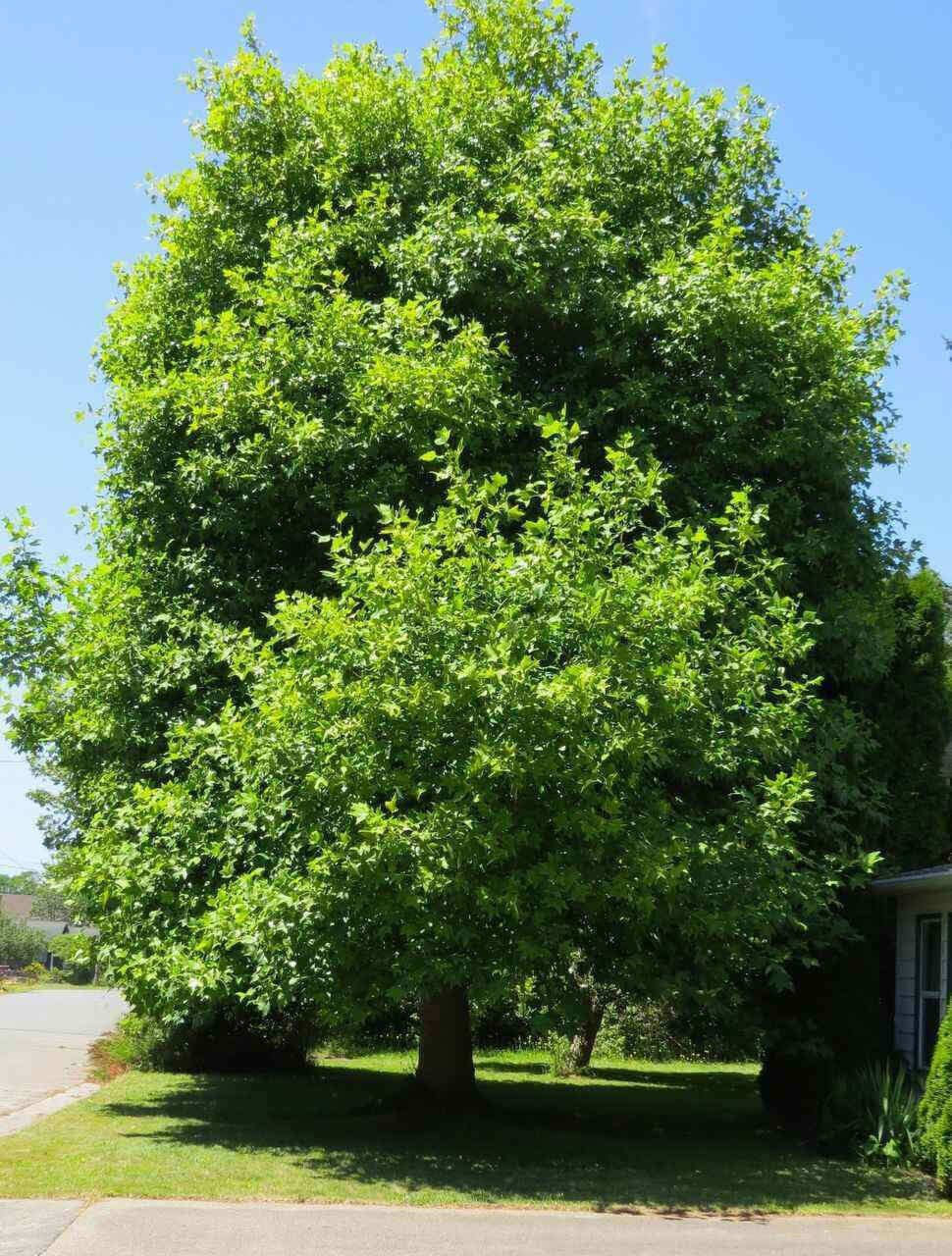  Stunning Tulip Poplar Tree.