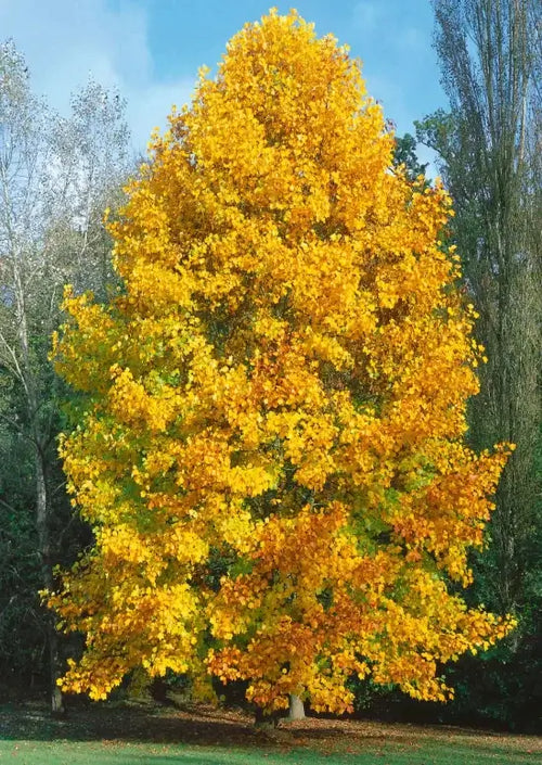 Tulip Poplar Tree