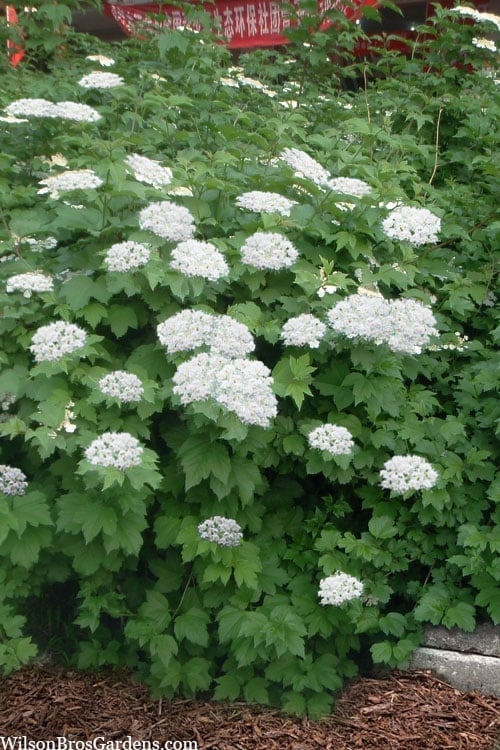 Maple Leaf Viburnum