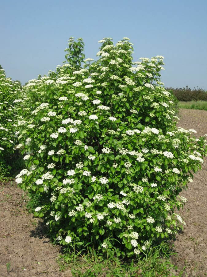 Blooming Viburnum Dentatum Shrub