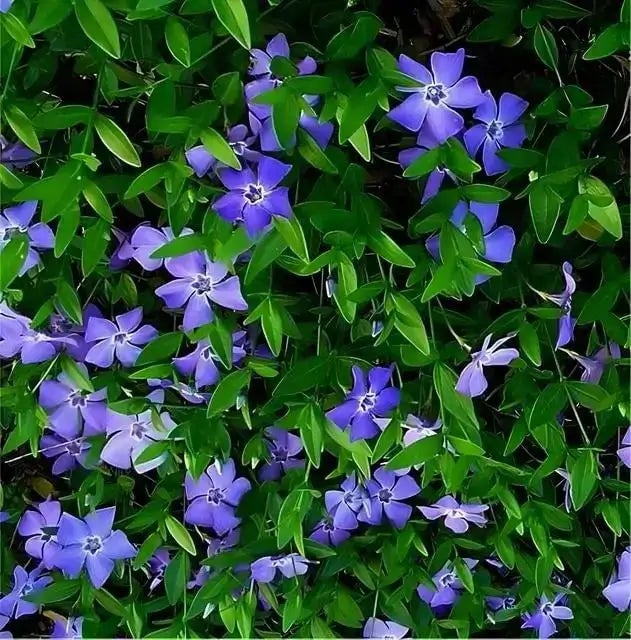 TN Nursery