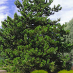 Virginia Pine Tree - TN Nursery