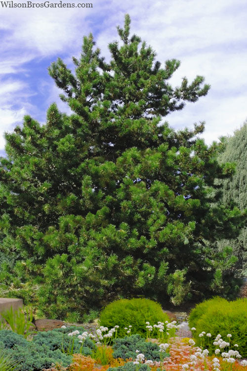 Virginia Pine Tree - TN Nursery