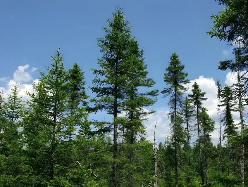 Virginia Pine Trees