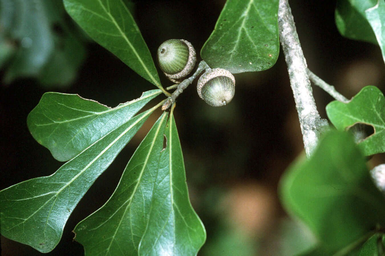 Water Oak Seedlings - TN Nursery