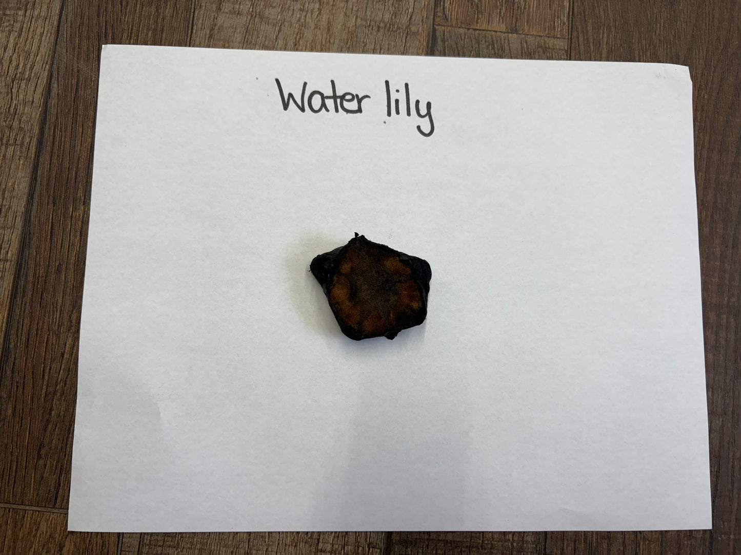 water lily root on a white paper with 'Water lily' text, placed on a wooden surface.