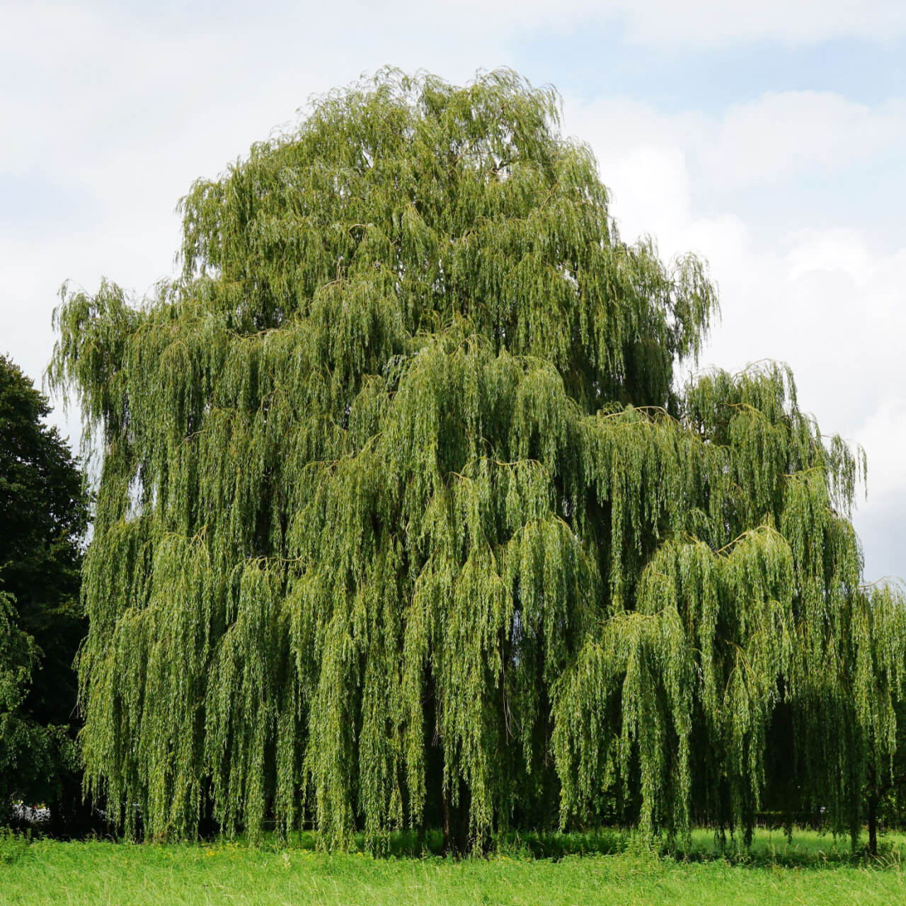 Weeping Willow Tree In Landscaping
