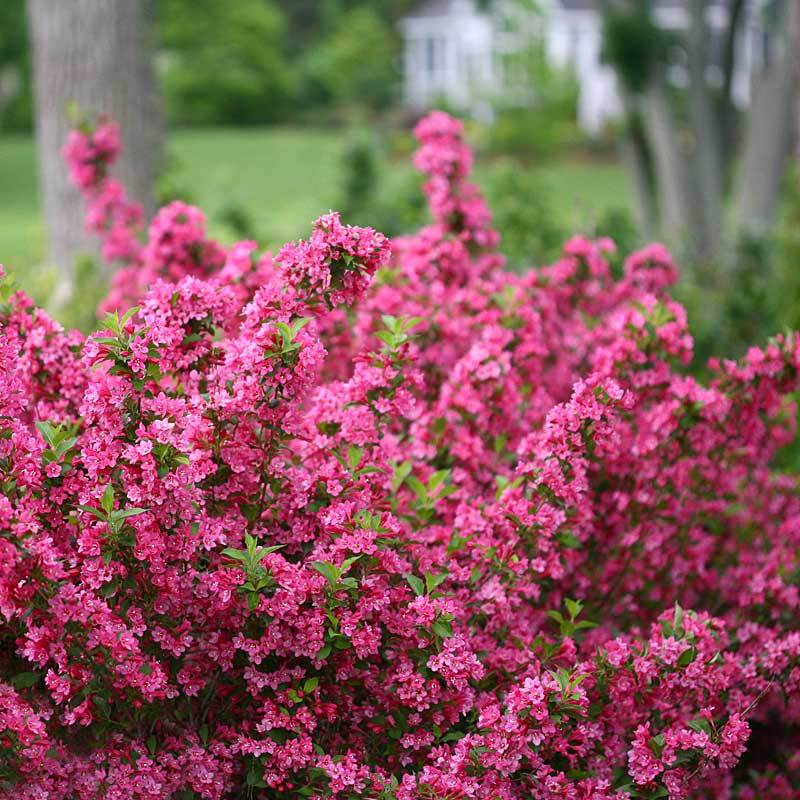 Pink Weigela Shrub 