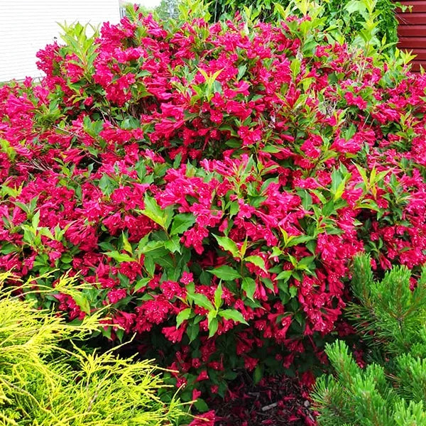 Pink Weigela Shrub